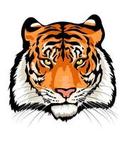 Tiger head isolated on white background. vector