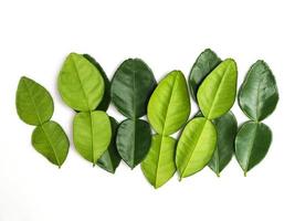 Kaffir lime leaves fresh bergamot leaf isolated on white background. photo