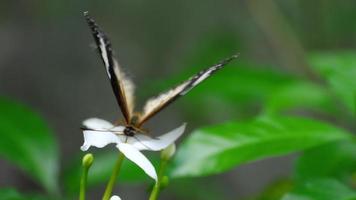 Malay lacewing, Cethosia cyane, Nymphalidae family video