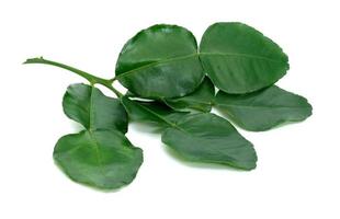 Green leaves pattern,leaf kaffir lime isolated on white background photo