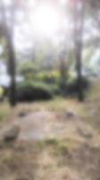 blurred image of nature, trees and leaves photo