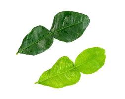 leaf kaffir lime isolated on white background ,Green leaves pattern photo