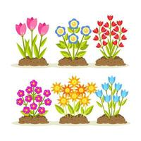 Flowers with heap of soil, ground. Gardening, planting blossom. Spring time vector