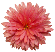 Dahlia flower, mature and magnificent closeup. png