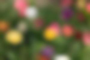 Abstract blurred image of a spring garden photo