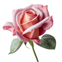 rose on transparent background for Valentine's Day png