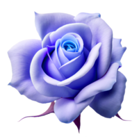 rose on transparent background for Valentine's Day png