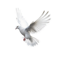 White dove on transparent background png