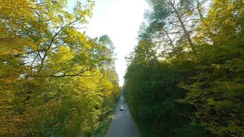 Aerial view of the autumn forest near the road along which the cars are driving. Smooth flight close to branches with yellow foliage at sunset video