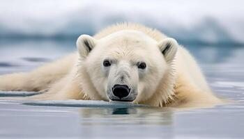 Cute panda in arctic nature, looking at camera, wet fur generated by AI photo