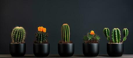 Black potted melo cacti photo