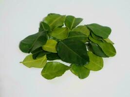 Daun Jeruk Purut. Kaffir lime leaves used for aromatic Indonesian cuisine, including soup, curry, rice, stir fry, chips, and salads. photo