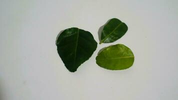 Daun Jeruk Purut. Kaffir lime leaves used for aromatic Indonesian cuisine, including soup, curry, rice, stir fry, chips, and salads. photo