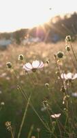 Closeup of flowers in autumn video