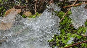 Macro time-lapse shot of shiny particles of melting snow and open green sprouts and leaf. Change of season from winter to spring in the forest. video