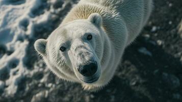 AI generated polar bear looking up free photo