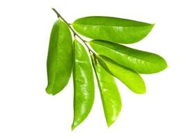 Soursop leaf on white background. photo