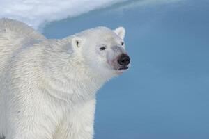 Male Polar Bear, Ursus maritimus, Portrait, Spitsbergen Island, Svalbard archipelago, Norway, Europe photo