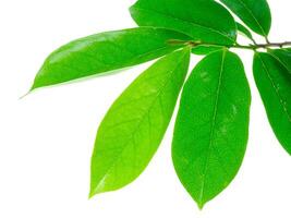 Soursop leaves on white background photo