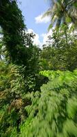 Smooth FPV flight through the lush tropical rainforest in Thailand video