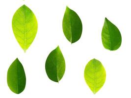 Leaf Collection on White Backdrop photo