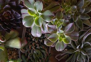 A set of different succulents Haworthia and Aloe, Crassula and Sedum, Echeveria, Crassula and Kalanchoe. Grow a home flower. Floriculture. Cactus home green succulent. Flowers background. photo