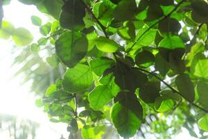 The leaves of the kaffir lime tree are still green and on the tree photo