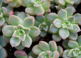 Close up of green Succulents cactus photo