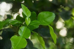 The leaves of the kaffir lime tree are still green and on the tree photo