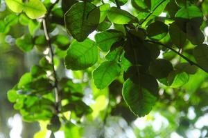 The leaves of the kaffir lime tree are still green and on the tree photo