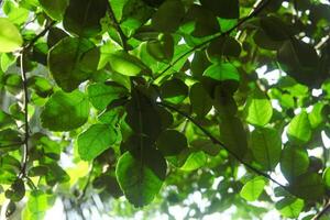 The leaves of the kaffir lime tree are still green and on the tree photo