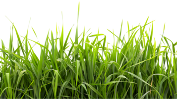 Green grass isolated on a transparent background png