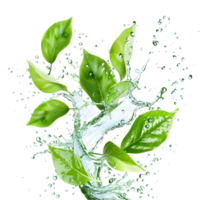 Green leaves with water splash isolated on a transparent background png