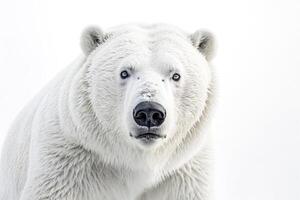 Polar bear close up photo