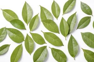 Green Leaves Pattern on White Background photo