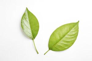 Two green leaves on a white background photo