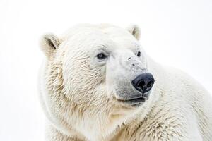 Close-up Portrait of a Polar Bear's Face photo