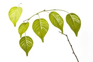 Green Leaves on a Branch photo