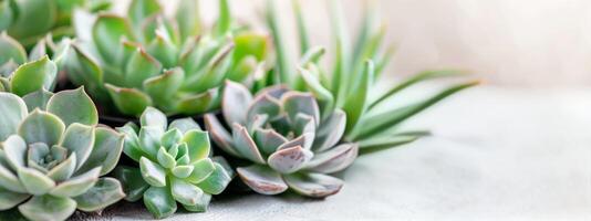 Succulents on White Background photo