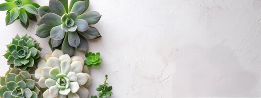 Succulents on a White Background photo