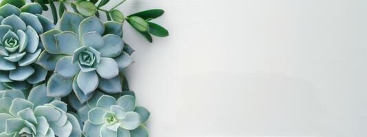 Succulents on a White Background photo