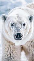 Front view of polar bear in snow with focused expression photo