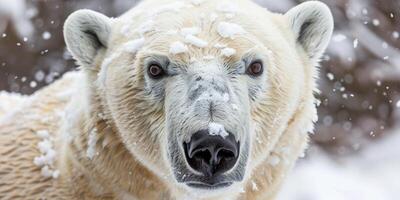 Majestic polar bear in a snowy winter landscap photo