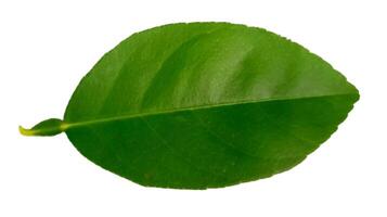 Green lime leaves isolated on white background photo