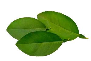 Green lime leaves isolated on white background photo