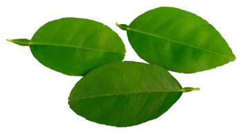 Green lime leaves isolated on white background photo