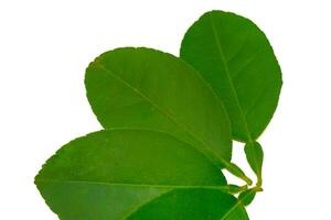 Green lime leaves isolated on white background photo