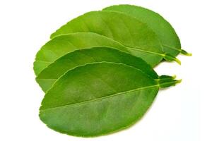 Green lime leaves isolated on white background photo