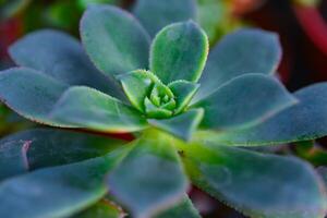 Close-up, succulent leaves of a succulent plant Echeveria sp. in a botanical garden collection photo