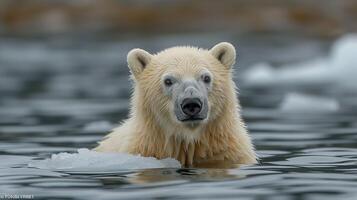 Close Up of a Polar Bear Swimming in Water photo